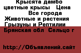 Крысята дамбо цветные крысы › Цена ­ 250 - Все города Животные и растения » Грызуны и Рептилии   . Брянская обл.,Сельцо г.